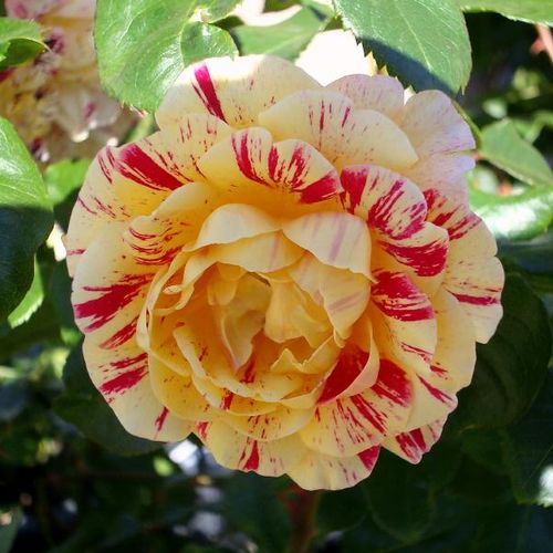 Vendita, rose rose ibridi di tea - giallo - rosso - Rosa Aina® - rosa dal profumo discreto - Alain Meilland  - ,-